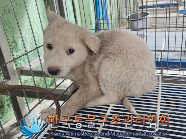 한국동물구조관리협회_411317202300218